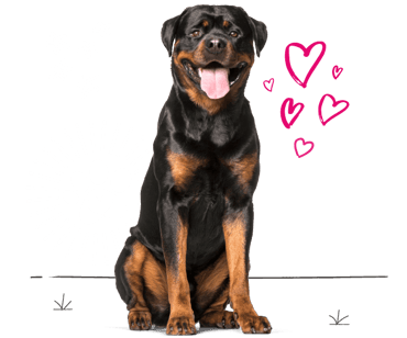 Rottweiler looking for insurance