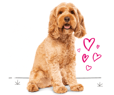 Cockapoo looking for insurance