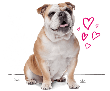 English bulldog looking for insurance