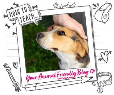 A dog gazes lovingly towards the person petting them