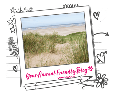 A beach and some grass in the dunes