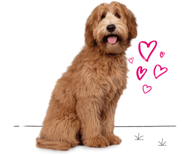 Labradoodle looking for insurance