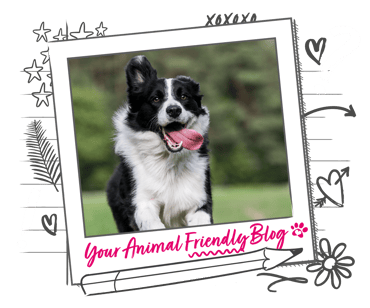 A Border Collie runs with their tongue dangling out