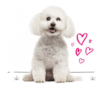 Bichon frise looking for insurance