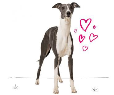 Whippet looking for insurance