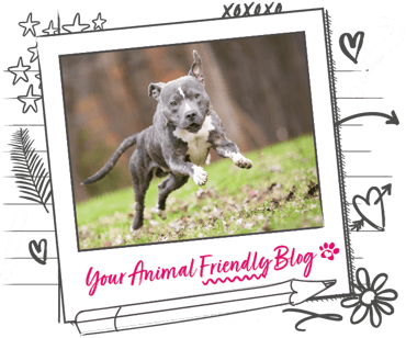 A Staffordshire Bull Terrier is leaping through the air in a garden