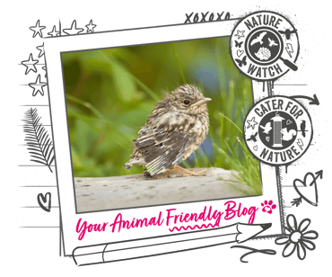 A young bird