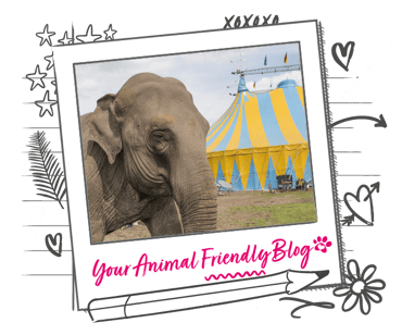 An elephant by a circus big top