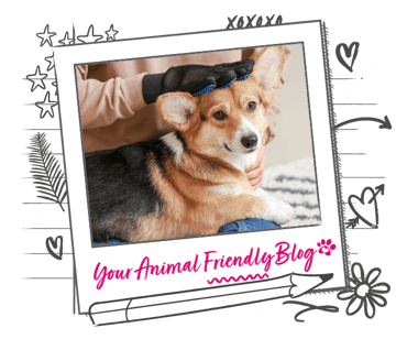 A Corgi being groomed with a hand mitt