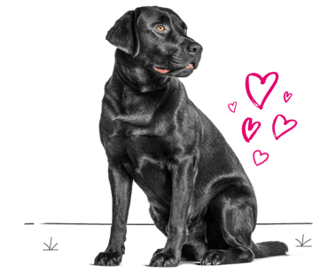 Black Labrador looking for insurance