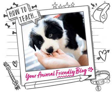 A Border Collie puppy with their head in human hands