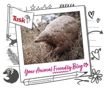 A pangolin