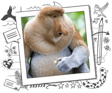 Proboscis Monkey