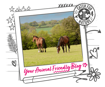 2 horses in a large field, one is eating grass