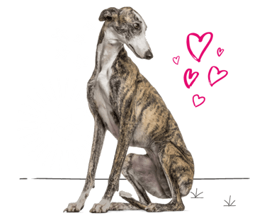 Greyhound looking for insurance