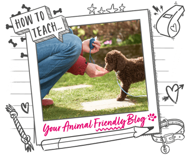 A puppy cockapoo receives a treat