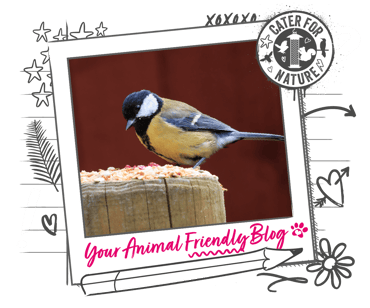 A great tit enjoying some food