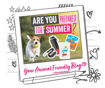 A playful dog surrounded by pet grooming and stimulation products