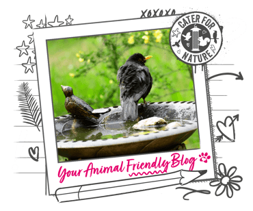 A blackbird enjoying a bird bath