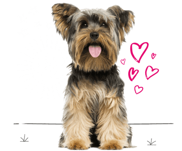 Yorkshire terrier looking for insurance