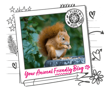 A red squirrel