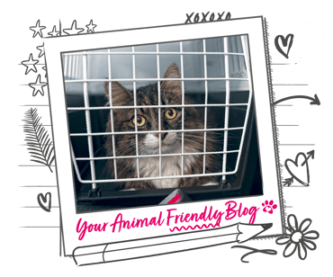 A long haired cat in a cat carrier