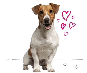 Jack Russell looking for insurance