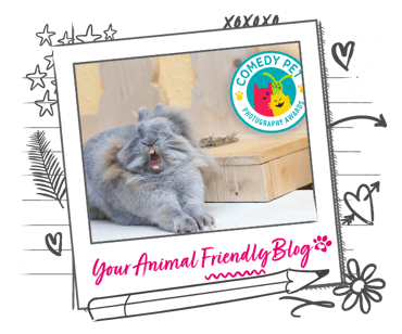 An unflattering image of a rabbit yawning