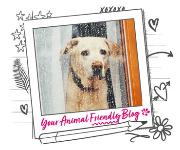 A Labrador looks out of a window - it's clearly raining