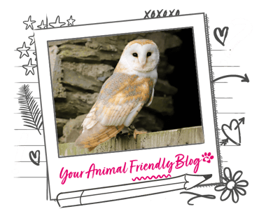 A Barn Owl