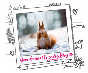 A red squirrel in a snowy setting