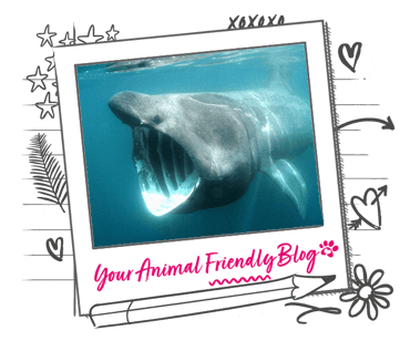A Basking Shark