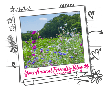 A wildflower meadow