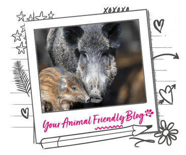 A small and large pig