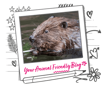 A beaver in a river