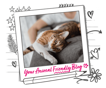 An outstretched cat on the top of a sofa