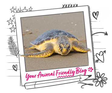 Loggerhead turtle