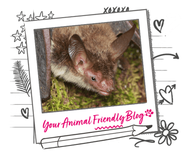 A long eared bat