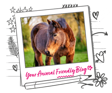 a picture of a horse in a field surrounded by a polaroid banner and illustrations