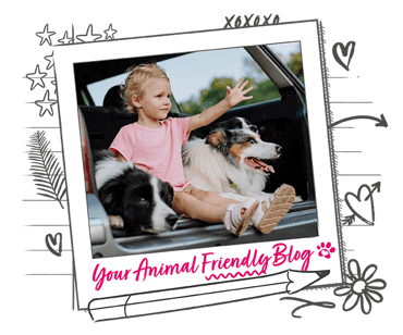 2 dogs and a young child sit in the open boot of a stationary car