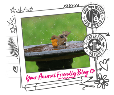 A robin having a wash in a bird bath