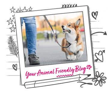 A Corgi is out for a walk