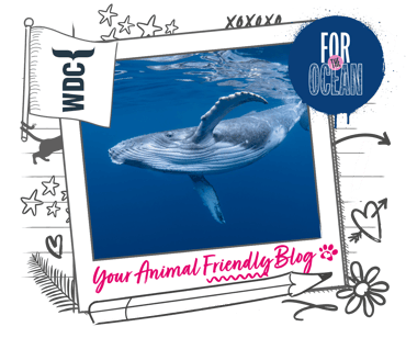 A whale