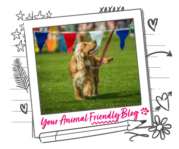 A Spaniel walks on a lead in a field with bunting in the background