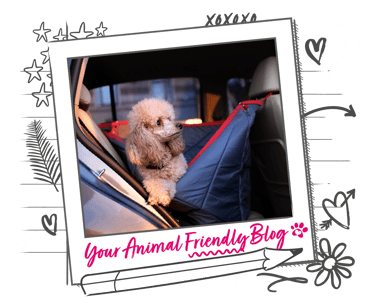 A poodle sits comfortably in a car