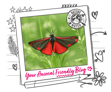 A Cinnabar moth