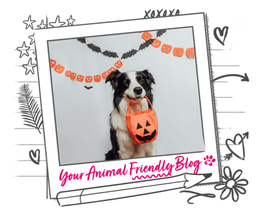 A Border Collie holds a Halloween trick or treat basket in their mouth