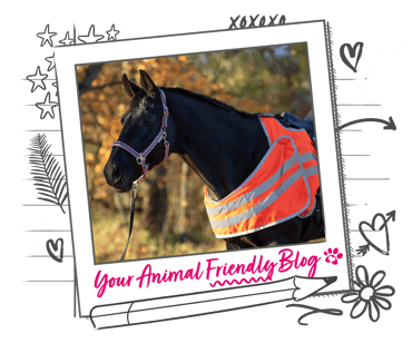 A horse wearing hi-vis