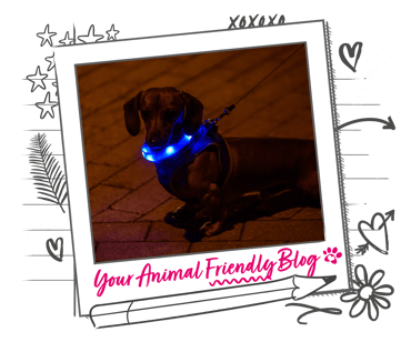 A small dog wearing a light up collar