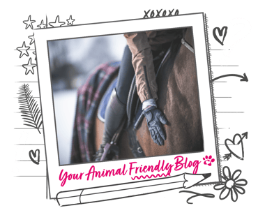 A horse and rides, with the focus being on the riders hand and gloves